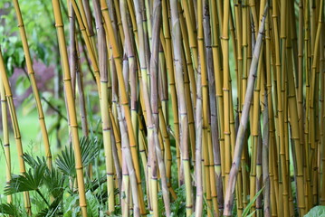 Fototapeta premium Zénitude de bambous et petits palmiers 
