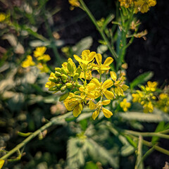 Mustard flower in farm