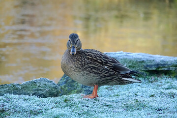 Canard près d'un plan d'eau et givre sur le sol