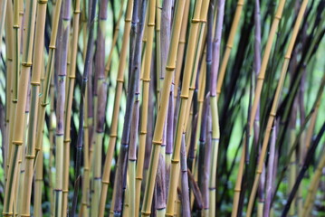 Bambous zen - ambiance avec chaumes jaunes et verts - type phyllostachys spectabilis 