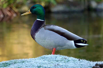 Canard près d'un plan d'eau et givre