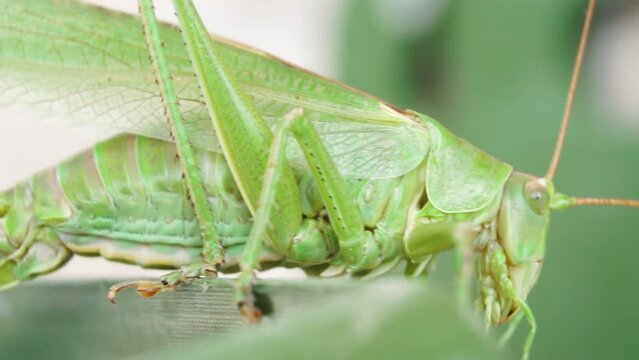Insect Macro Big eye of grasshopper stirring its jaws