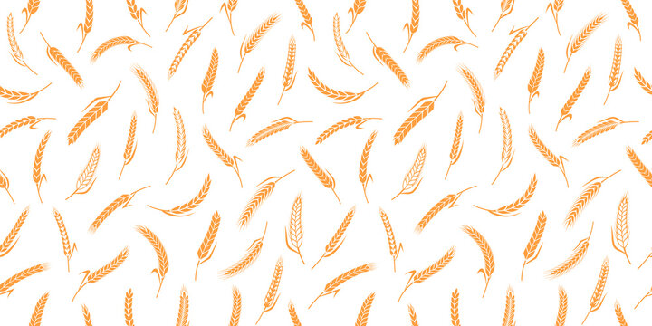 Vector cereal crops seamless pattern. Wheat, oat, rye and barley ears. Bakery or bread seamless background
