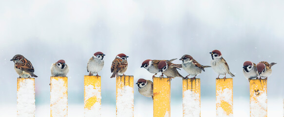 panoramic photo with many small funny birds sparrows sitting on the fence in winter garden in the...