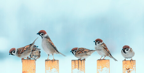 flock of small funny birds sparrows sitting on the fence in winter garden in the village