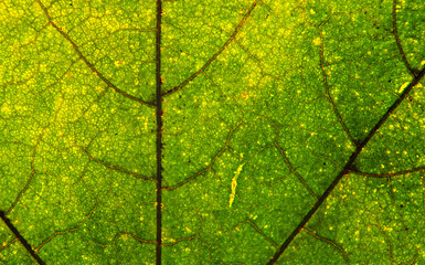 A photo of the anatomy of a late autumn leaf, paying attention to the arrangement of conductive bundles, commonly known as leaf nerves. The falling leaves of green plants come from Podlasie in Poland.