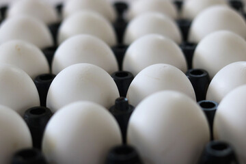 farm fresh white eggs in a tray isolated on white background
