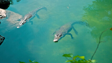 Wild African alligators float in the water, plunging to the bottom of the river
