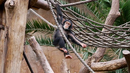 baby chimpanzee climbing