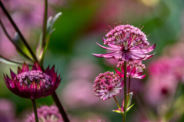 pink flower grater masterwort 