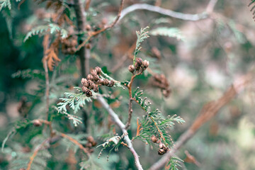Green branches of coniferous fir with cones