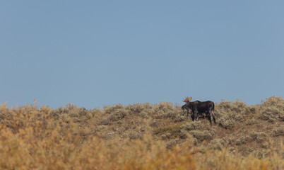 Bull Shiras Moose in Autumn in Wyoming