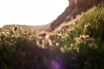 Plants on cliff at sunset