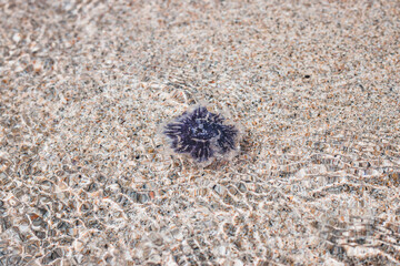 Purple jellyfish in water on sandy beach