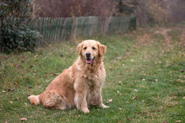 old golden retriever dog autumn portrait