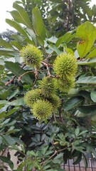 Obraz premium Fresh green unripe group of rambutan fruits on the tree