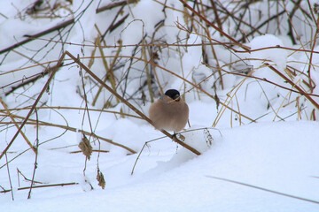 A female Bullfinch in the snow
