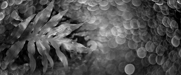 fern leaf close up in black and white