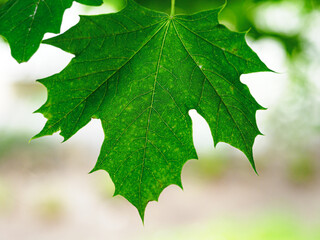 Close-up of a green maple leaf