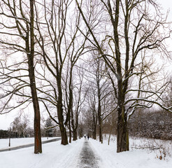 Road in the Winter