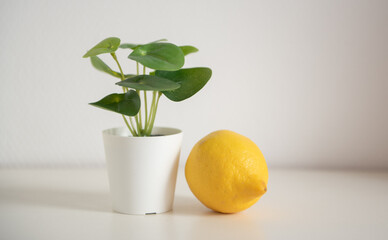 Citron et plante verte devant un mur blanc