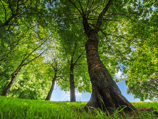 Low angle view of lush green trees in the park