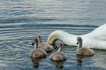 Fototapeta premium Mute swan (Cygnus olor) bird family with cygnets swimming together in the Baltic sea