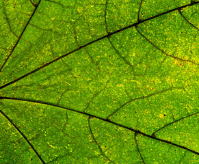 A photo of the anatomy of a late autumn leaf, paying attention to the arrangement of conductive bundles, commonly known as leaf nerves. The falling leaves of green plants come from Podlasie in Poland.
