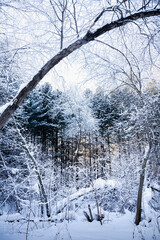 Winter forest landscape. The sun shines through the snow-covered trees.