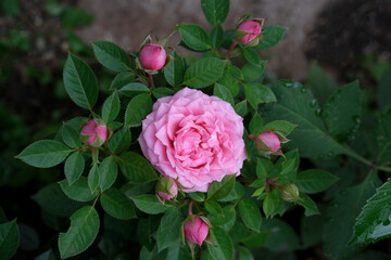 Beautiful pink English rose close-up in the garden. Close-up top down view of a blooming hybrid tea rose. copy space. One large blooming rose surrounded by unopened buds