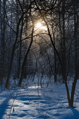 Winter forest landscape. The sun shines through the snow-covered trees.