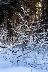 Winter forest landscape. The sun shines through the snow-covered trees.