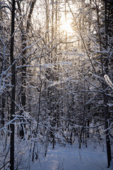 Winter forest landscape. The sun shines through the snow-covered trees.