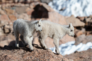 Wild Mountain Goats of the Colorado Rocky Mountains