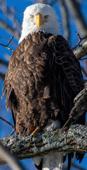 Big Eagle on branch