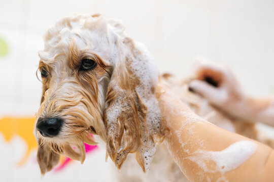 Close-up muzzle of cute obedient curly Labradoodle dog, female groomer washing pet with shampoo in bathroom at grooming salon. Unrecognizable woman owner carefully washes pet fur in bath at home.