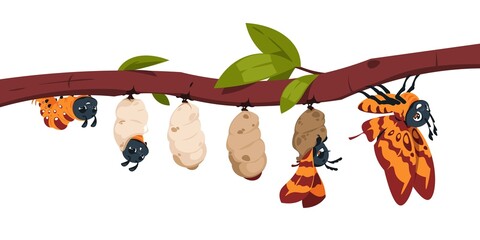 Butterfly metamorphosis. Caterpillar development stages. Larva and cocoon on branch. Insect evolution. Animal transformation steps. Moth life cycle. Pupa changing. Vector illustration - obrazy, fototapety, plakaty
