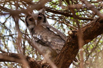 The Verreaux's eagle-owl, Bubo lacteus, sits between the branches of a tree.
