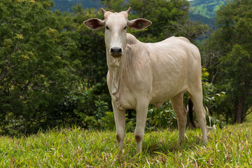 white nelore cattle in the pasture of a brazilian farm