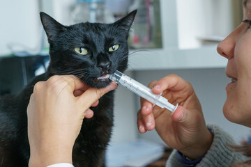 A black cat taking its daily dose of a cough curative medicine. A young woman giving her cat its...