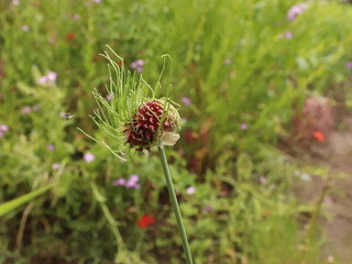 Allium vineale 'Dready' in organic garden. 'Dready' is a clump-forming, bulbous perennial.