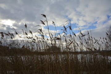 Reeds against the blue sky .river reeds against the blue sky