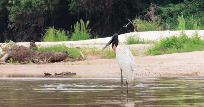 Close up of Jabiru bird standing in a river, Pantanal, Brazil.