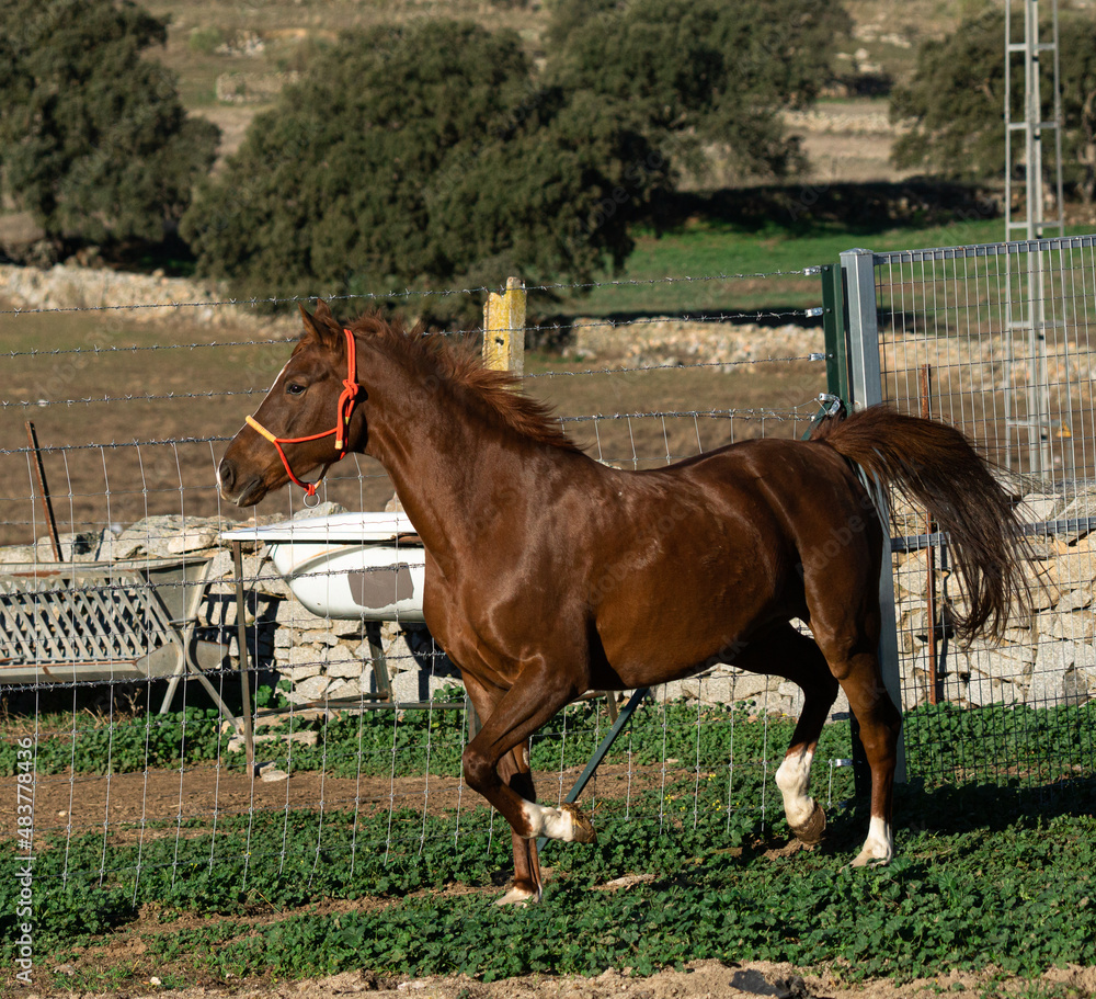 Poster A scenic view of a brown Anglo-Arabian horse running on the field