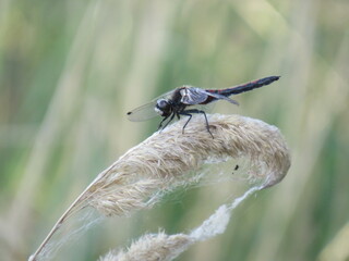 dragonfly on a branch
