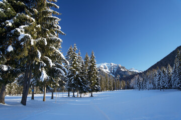 Row with snow-covered pine trees in a tranquil winter landscape