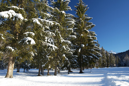 Row With Snow-covered Pine Trees In A Tranquil Winter Landscape