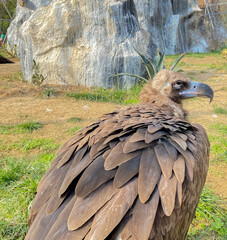 Condor at zoo park. Wild Animal