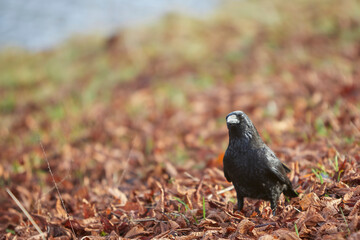 black crow walking trough grassland covered by yellow and red autumn leaves, Corvus corone
