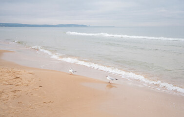 Seagulls walk along the shore of the winter Baltic Sea